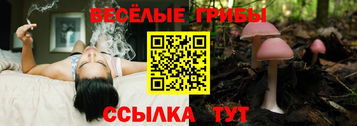 Галлюциногенные грибы Psilocybine cubensis Волгодонск